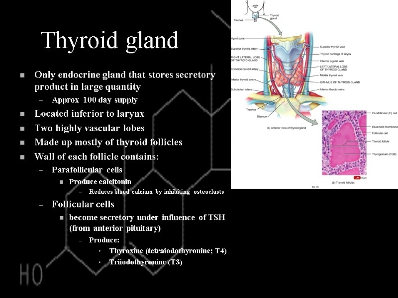 Thyroid gland Only endocrine gland that stores secretory product in large quantity Approx 100